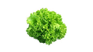 Lechuga Hidropónica Verde (un)