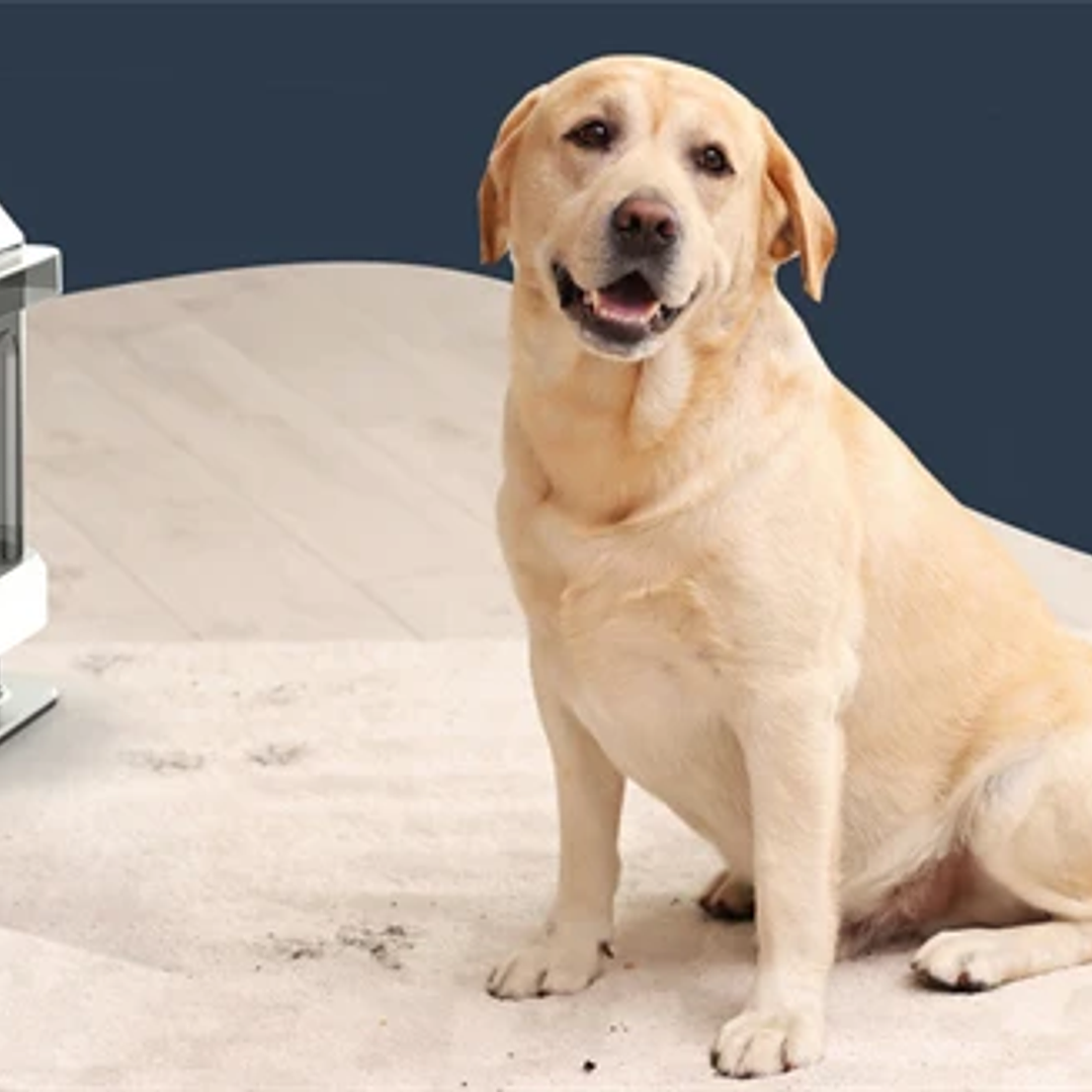 Máquina Limpiadora Portátil Seeiswork 750W | Alta Succión para Manchas y Tapicería 15