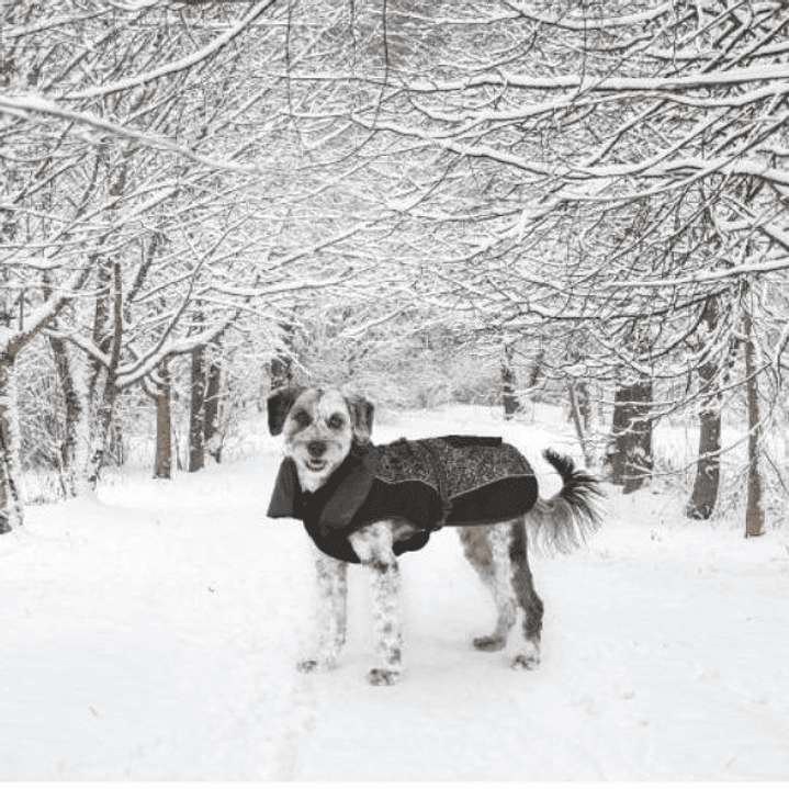 Parka Aspen Negro Meteor 55 cm – Abrigo Impermeable y Térmico para Perros 4