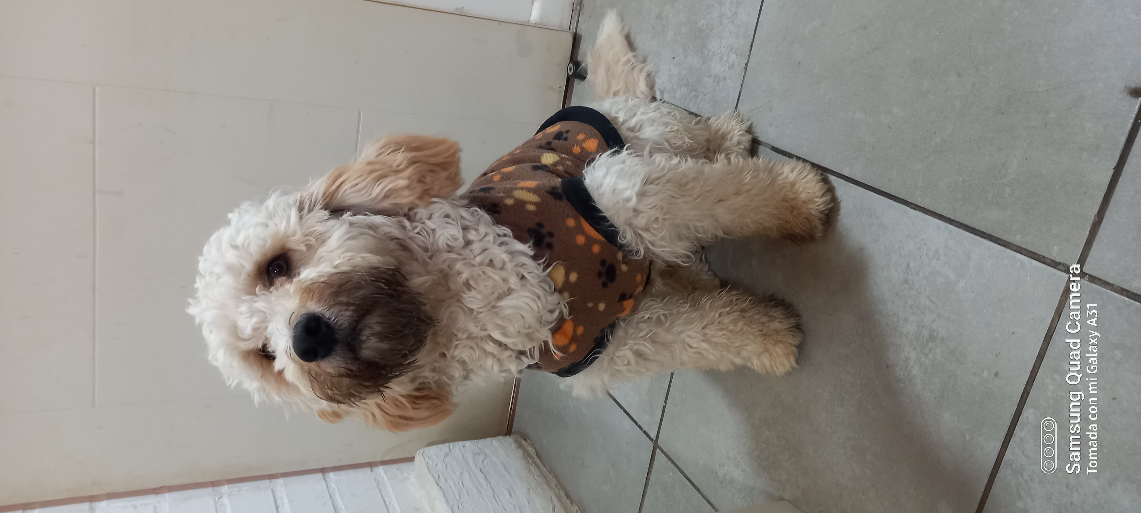 Mascotas