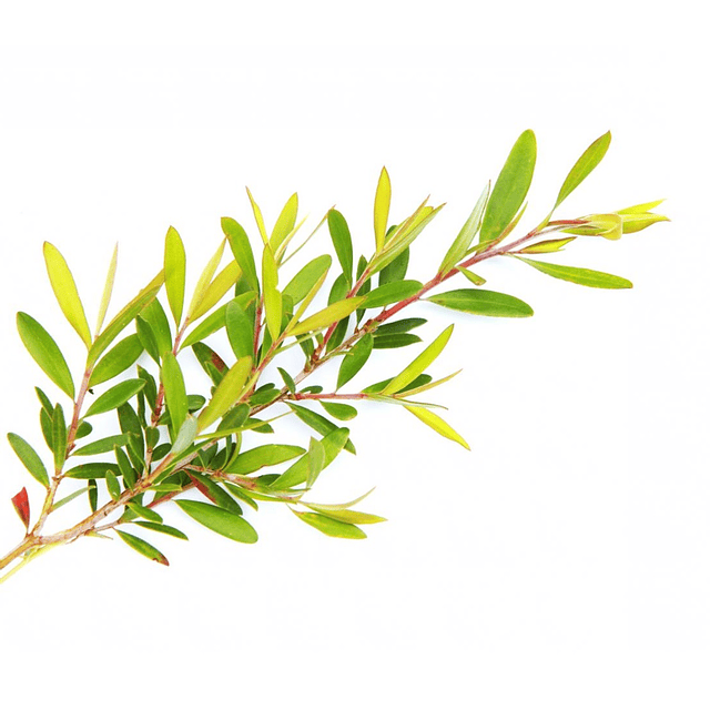 Loción + crema matificante piel grasa love nature tea tree oriflame
