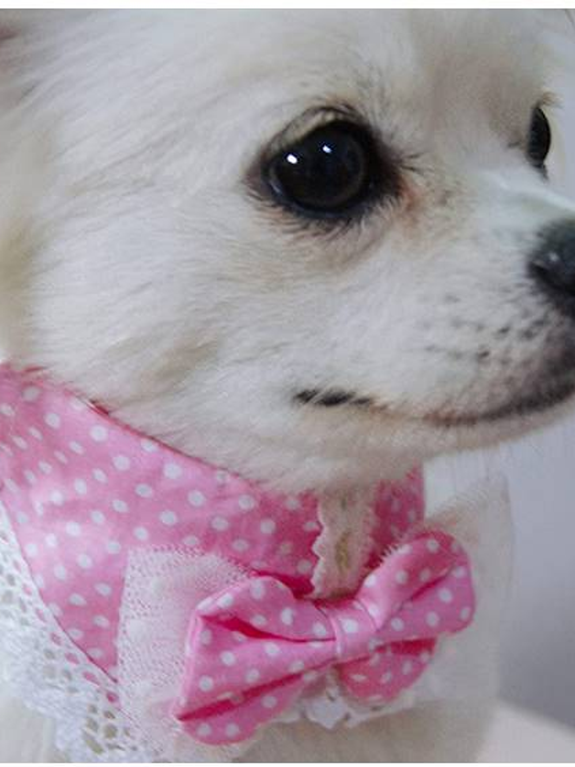 Collar tipo babero para perro/gato 1