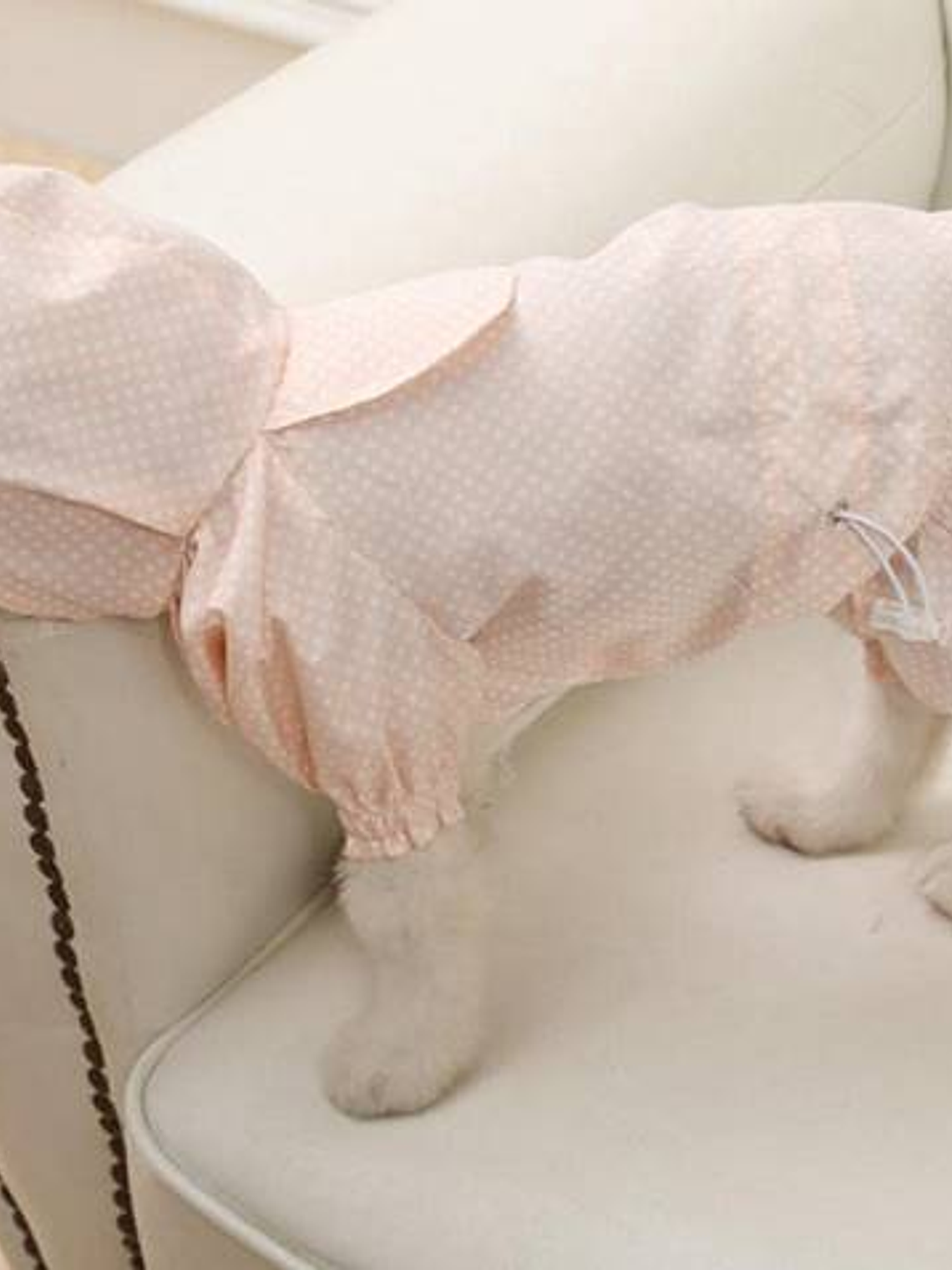 Capita Impermeable para perro pequeño 1