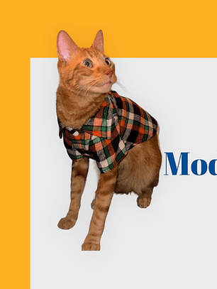 Camisa leñadora PERRITO TOY O MINI