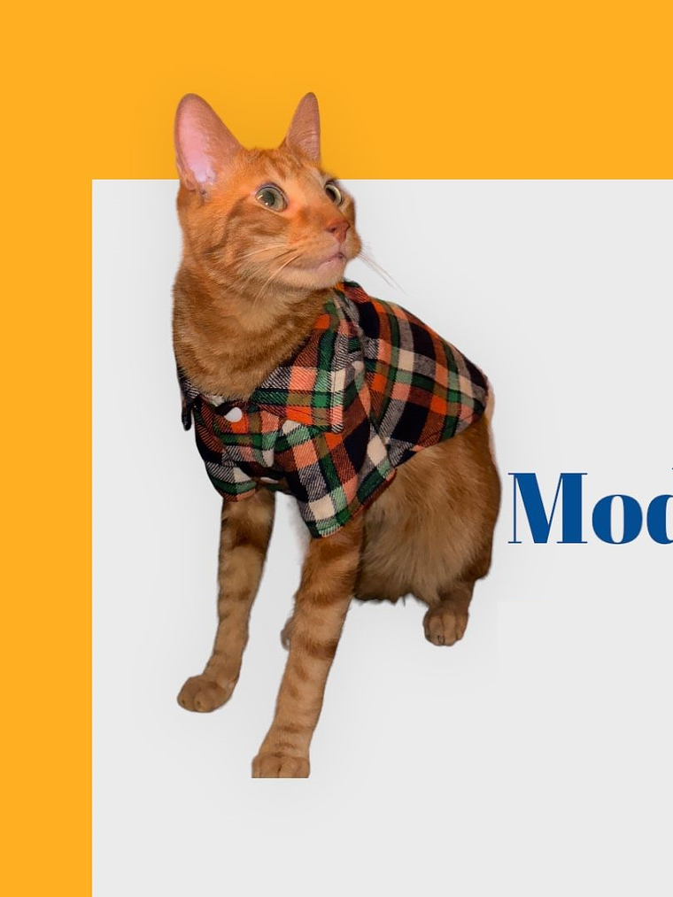 Camisa leñadora PERRITO TOY O MINI 1