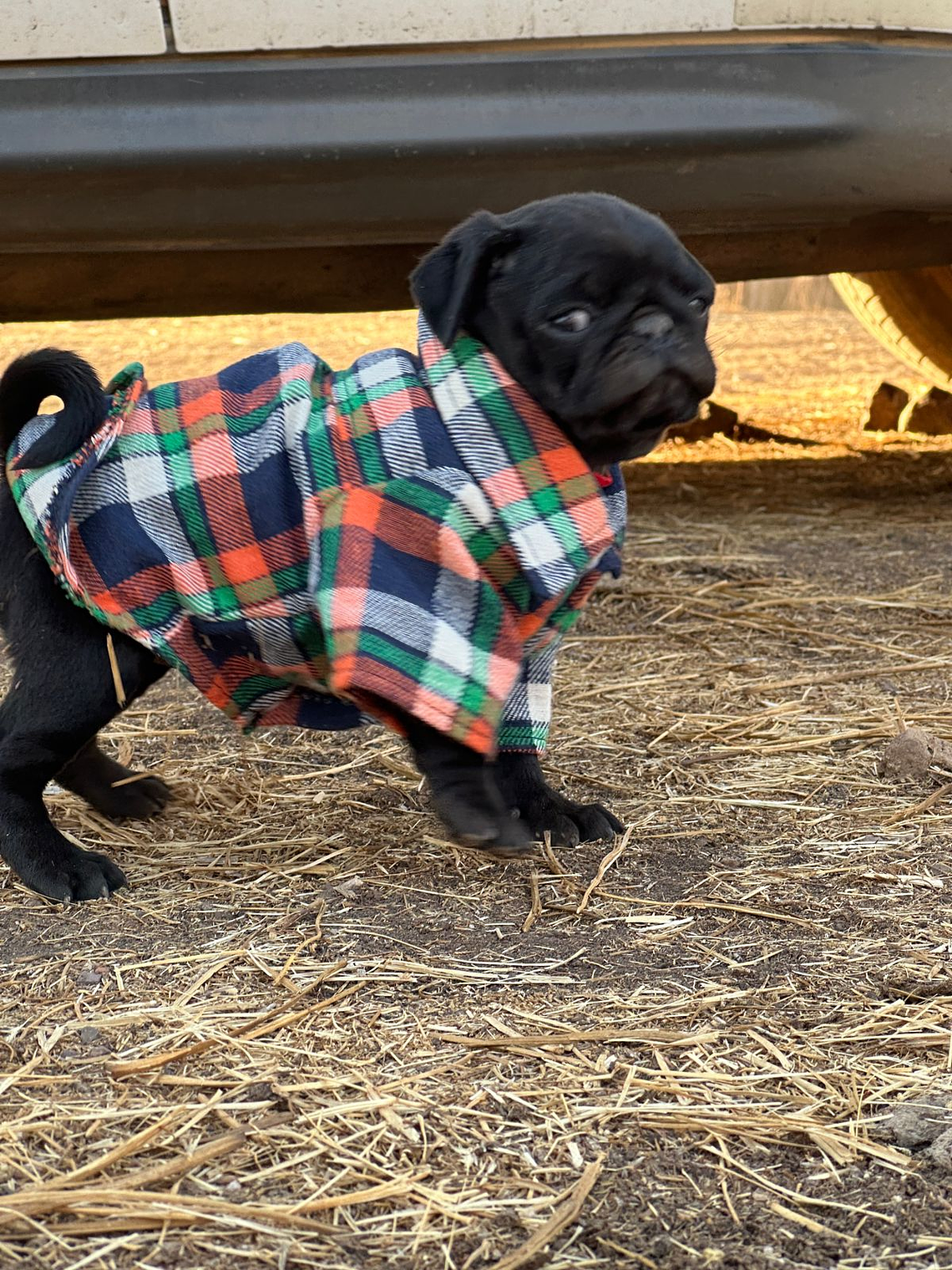 Camisa leñadora PERRITO TOY O MINI 2