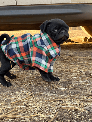 Camisa leñadora PERRITO TOY O MINI