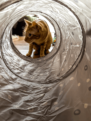 Tunel para gatos