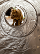 Tunel para gatos - Miniatura 2