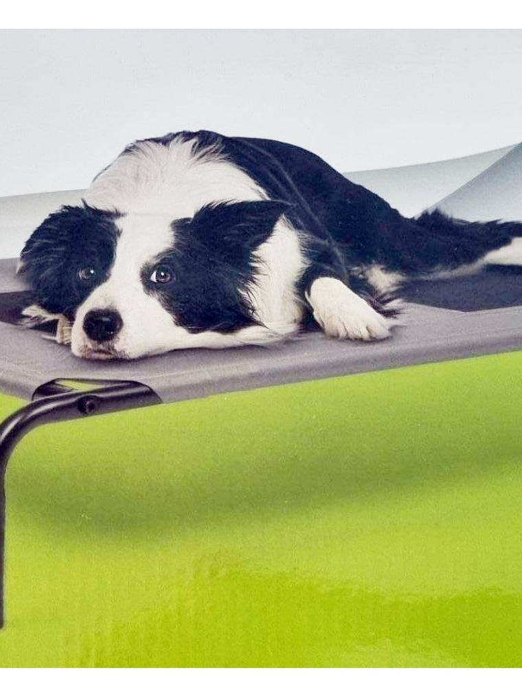 Cama elevada para mascota 2