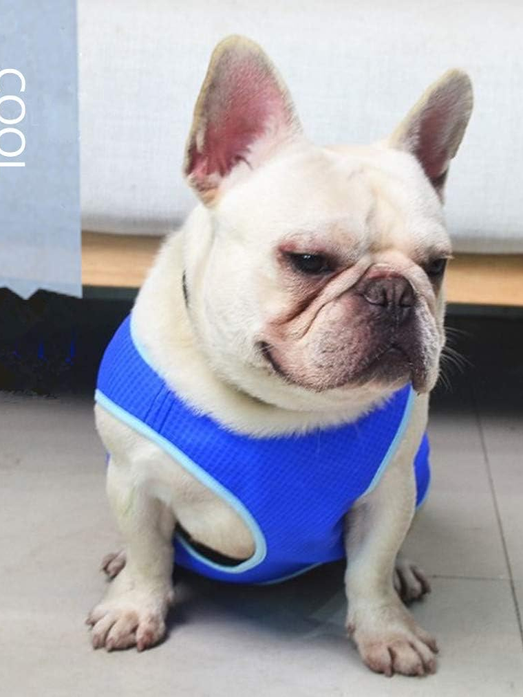 Chaleco refrescante para perro 4
