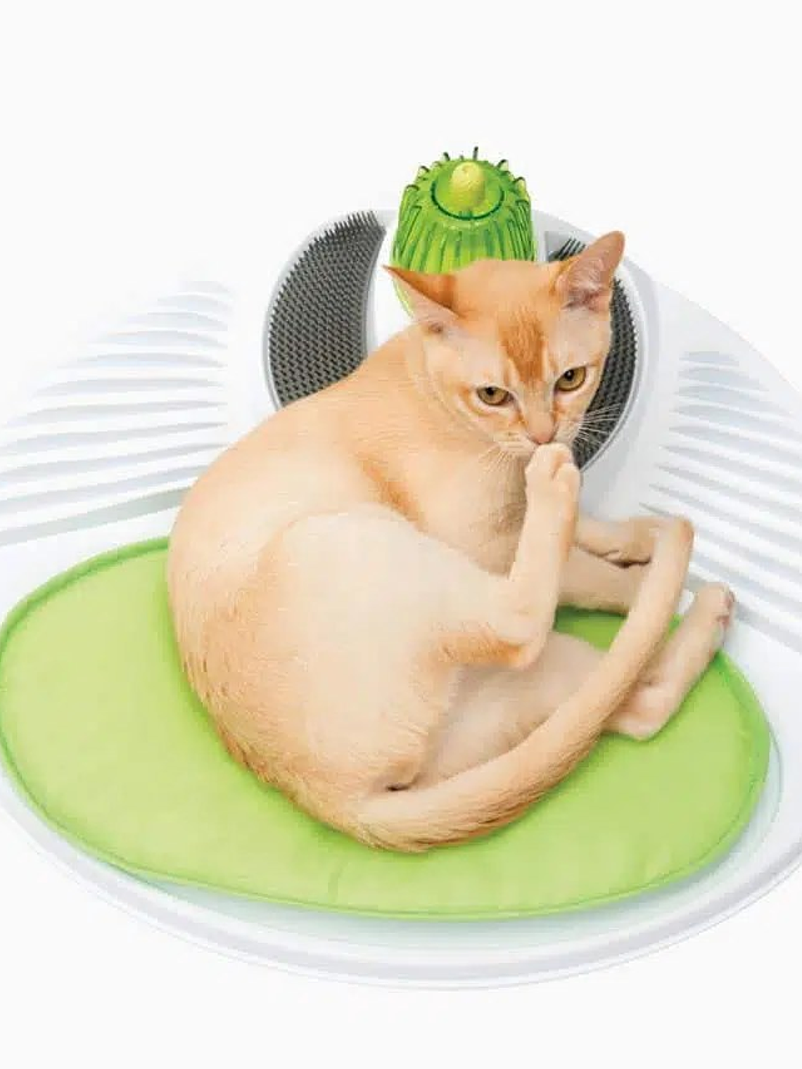 Centro SPA para gatos 1