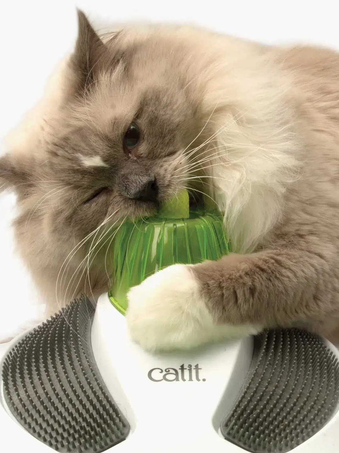 Centro SPA para gatos 3