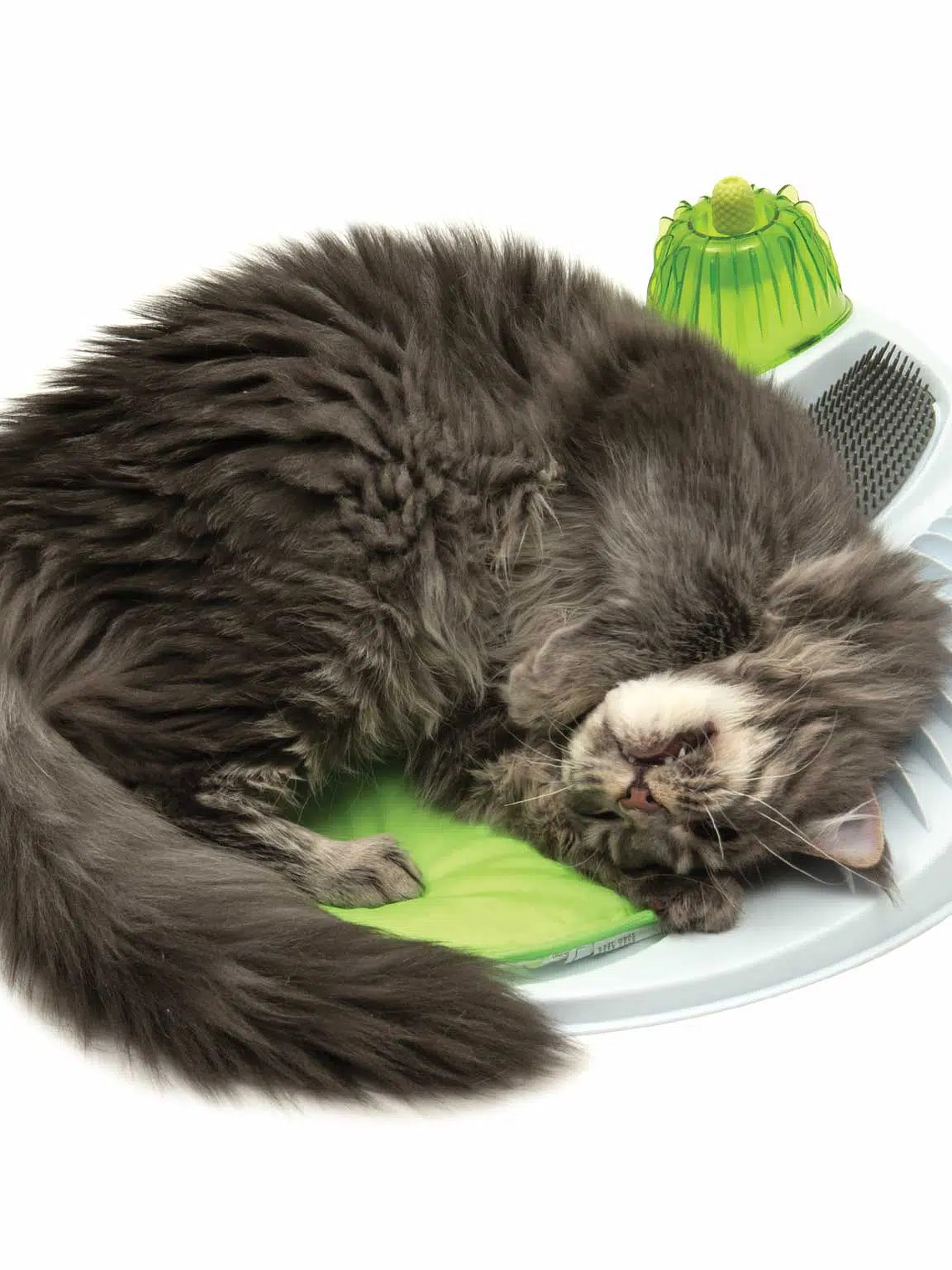 Centro SPA para gatos 4