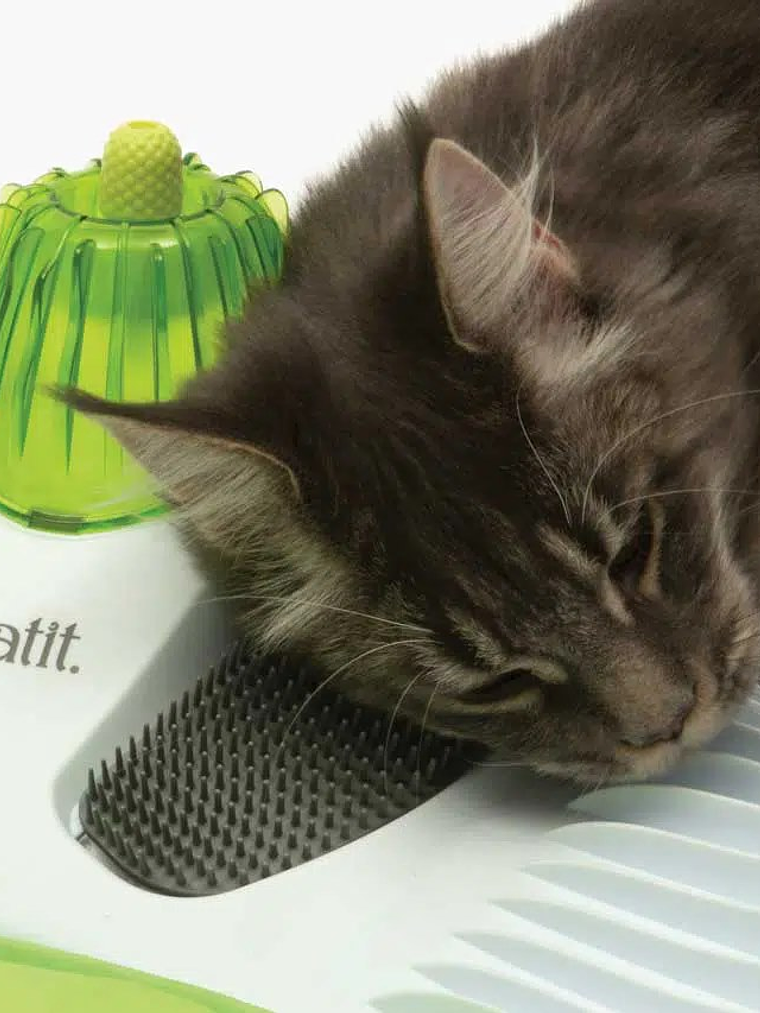 Centro SPA para gatos 5