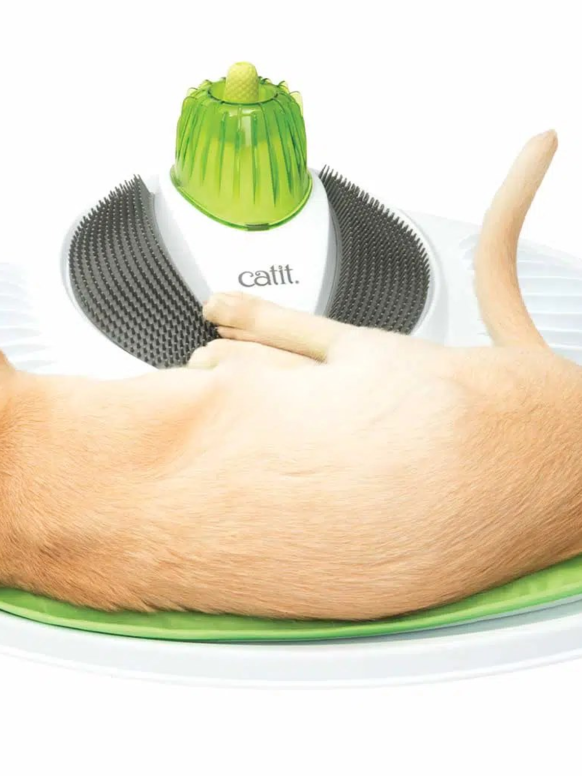 Centro SPA para gatos 6