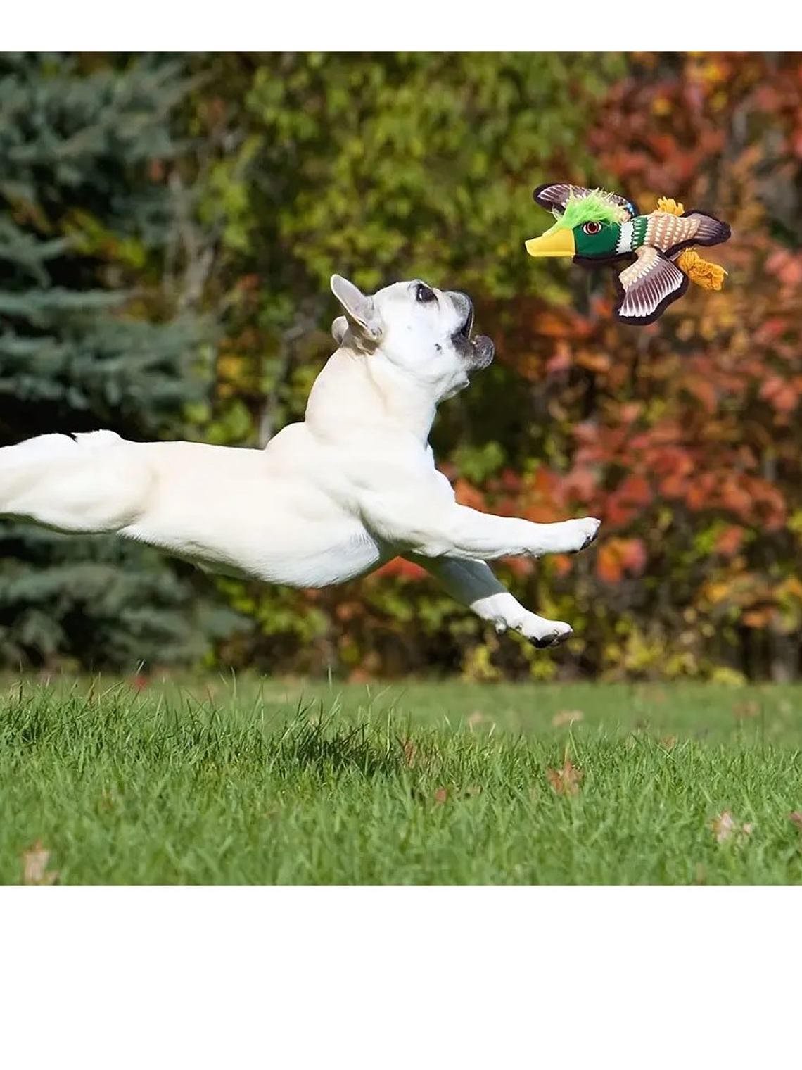 Juguete de tela para perro con forma de ave 1