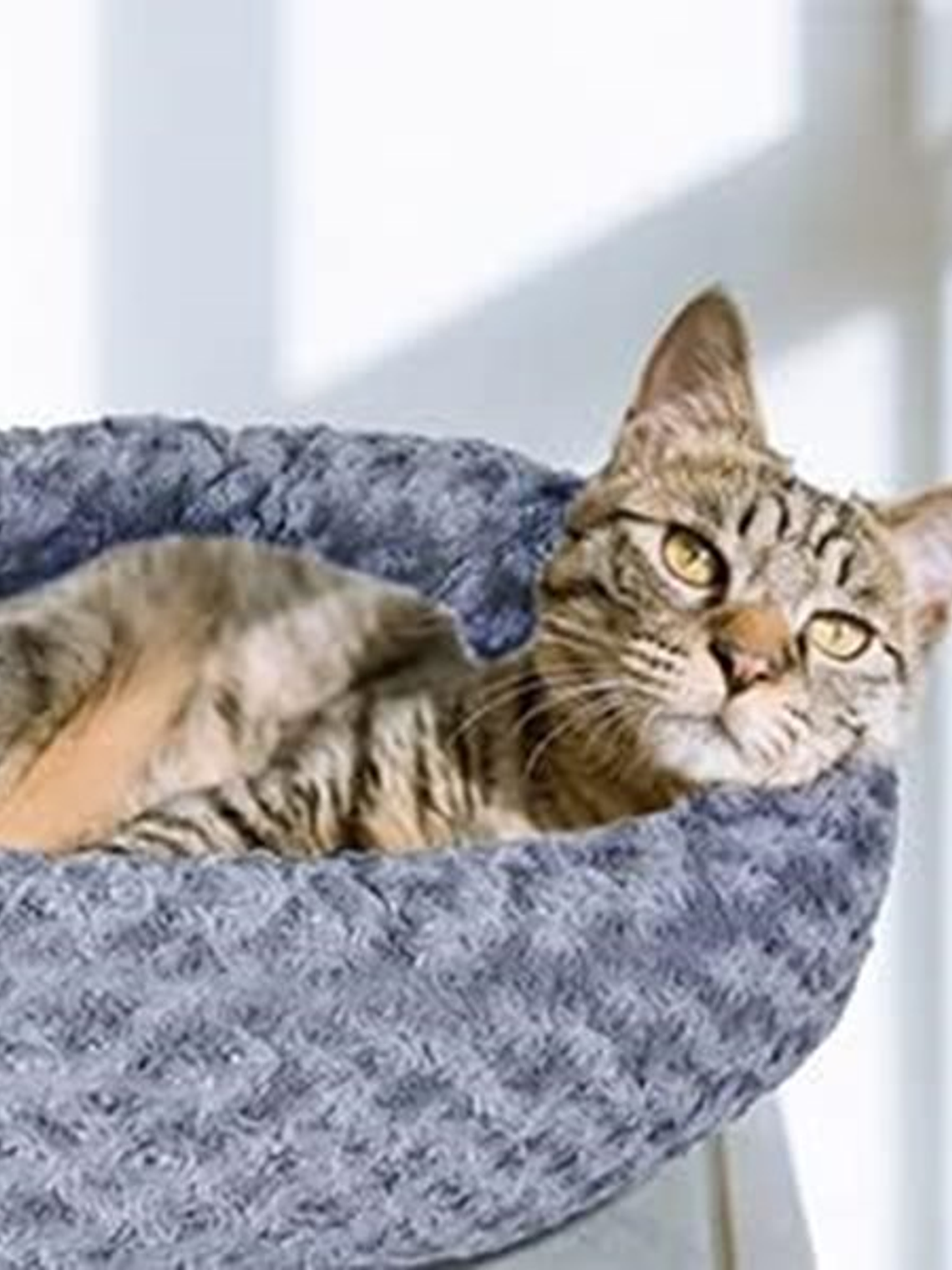 CAMA MASCOTA DONUT con forro y relleno independiente 1