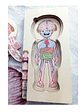 Puzzle  de madera cuerpo humano NIÑA o NIÑO - Miniatura 2
