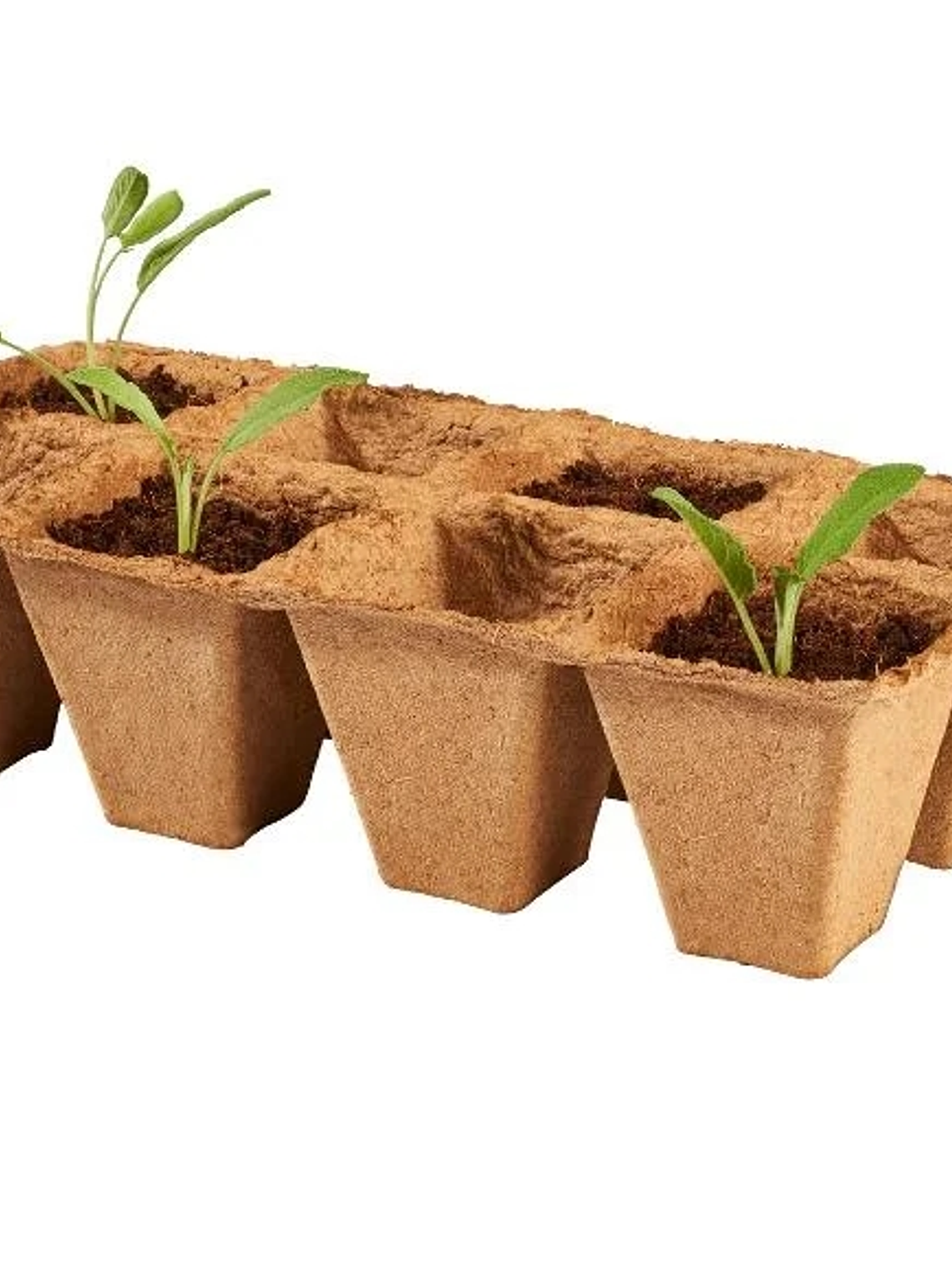 SET de 5 bandejas para almácigos biodegradable 2