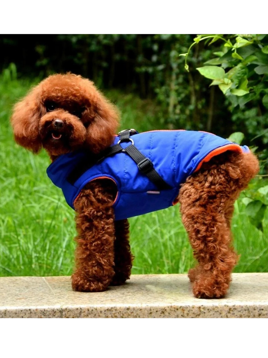 Chaqueta con arnés perro pequeño AZUL Talla L 1