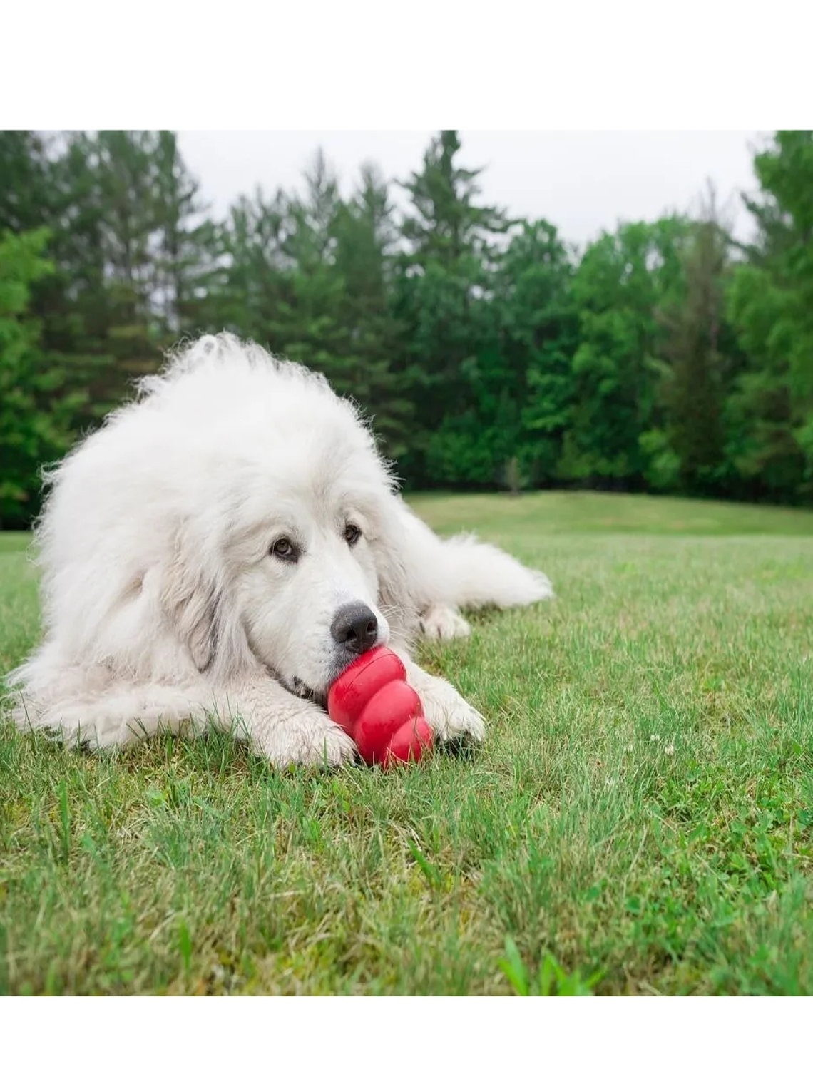 Juguete de caucho Kong para perros  9