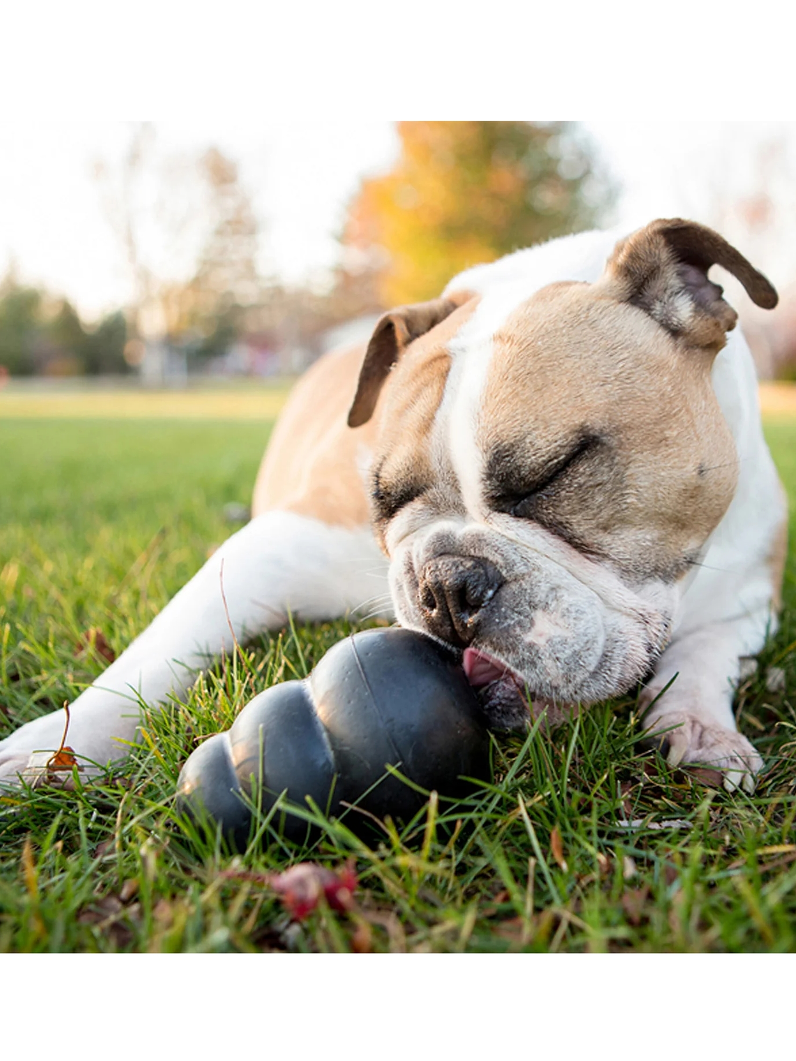Juguete de caucho Kong para perros  17