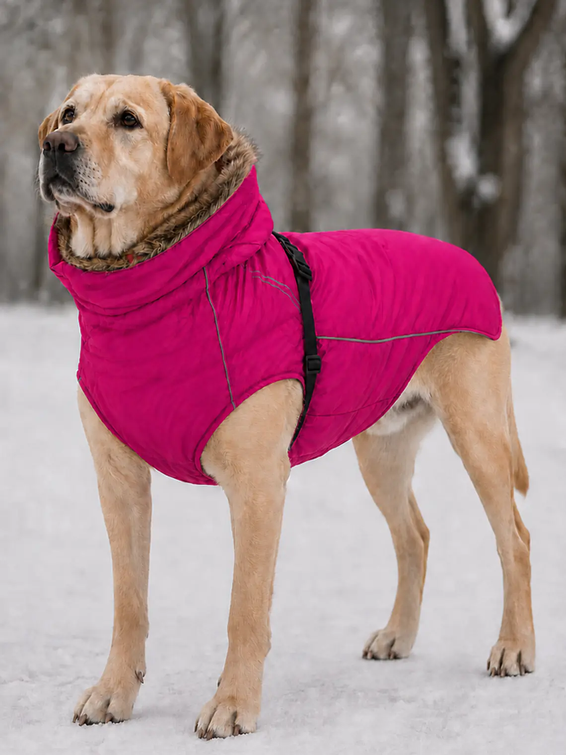 Chaqueta perro grande con forro polar Talla M FUCSIA ARNÉS INCLUIDO 1