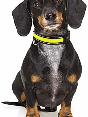 Collar para perro de tela con luz LED y carga USB- TALLAS