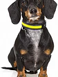Collar para perro de tela con luz LED y carga USB- TALLAS - Miniatura 1