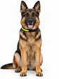 Collar para perro de tela con luz LED y carga USB- TALLAS - Miniatura 4