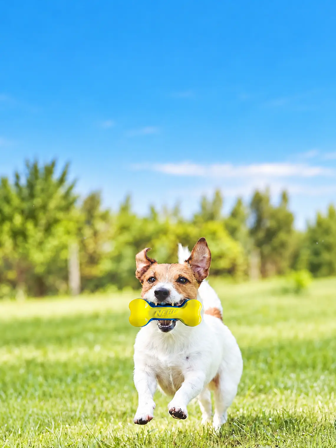 Juguete NERF con silbato interior para perro pequeño o mediano - Alternativas 7