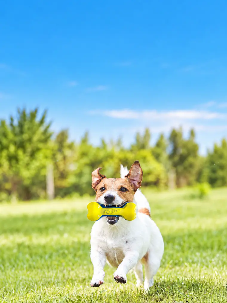 Juguete NERF con silbato interior para perro pequeño o mediano - Alternativas 7