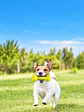Juguete NERF con silbato interior para perro pequeño o mediano - Alternativas - Miniatura 7