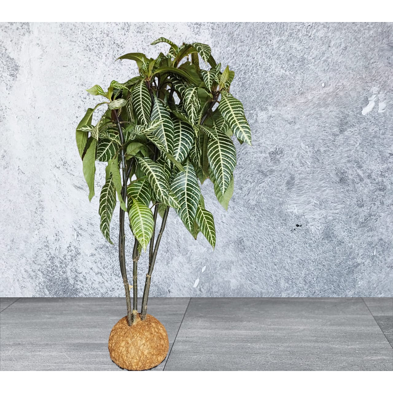 Kokedama Afelandra