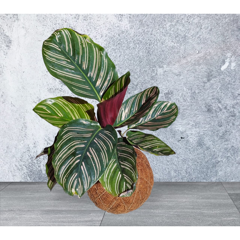 Kokedama Calathea Ornata 