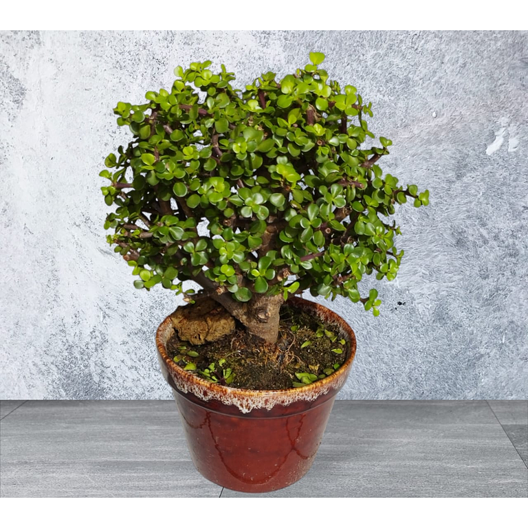 Bonsai Jade Hembra 