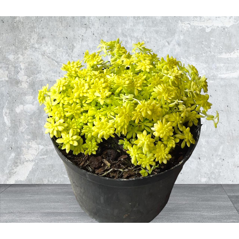 Planta Sedum Oro.