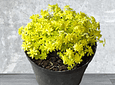 Planta Sedum Oro.