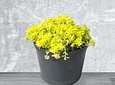 Planta Sedum Oro.