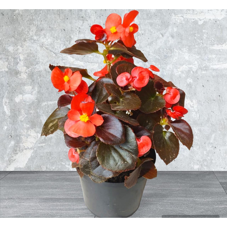 Begonia con Flor Rojo 