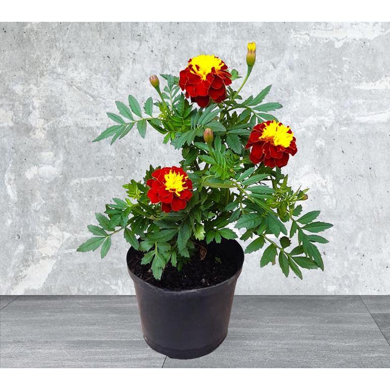 Planta Marigold Vinotinto y Amarrillo