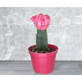 Planta Cactus Coreano Rosado