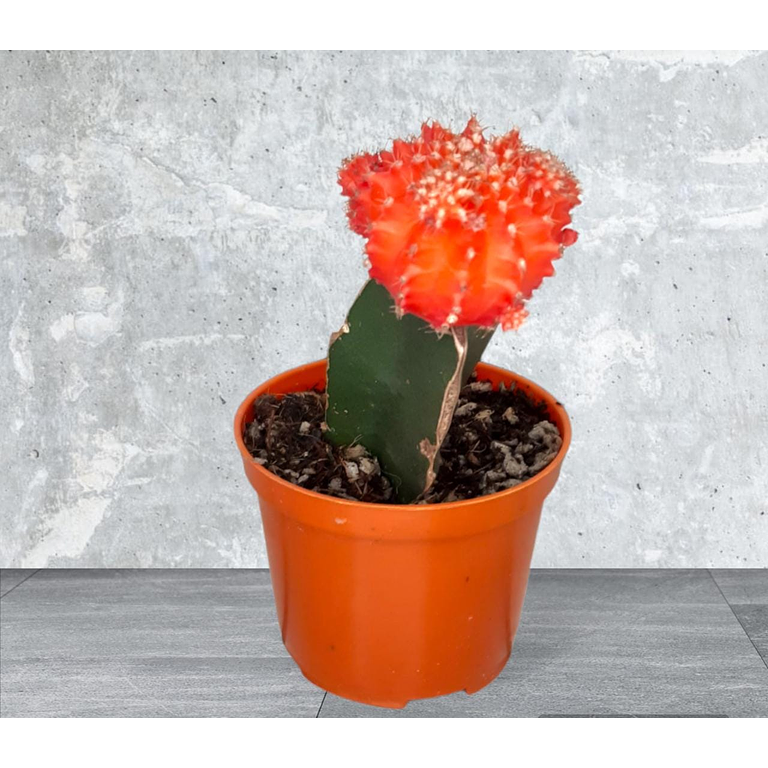 Planta Cactus Coreano Rojo