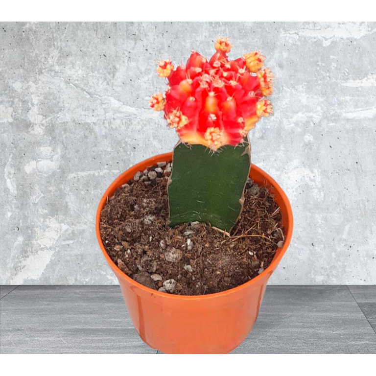 Planta Cactus Coreano Rojo con Amarillo