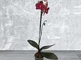 Orquídea Morada