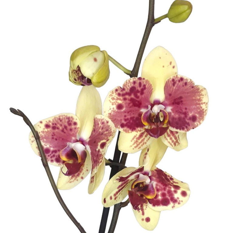 Orquídea Morada con Amarrillo Dos Baras