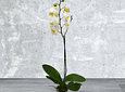 Orquidea Blanca Una Bara