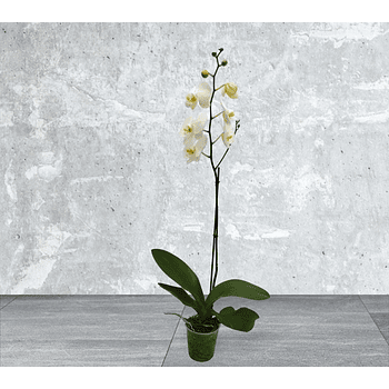 Orquidea Blanca Una Bara