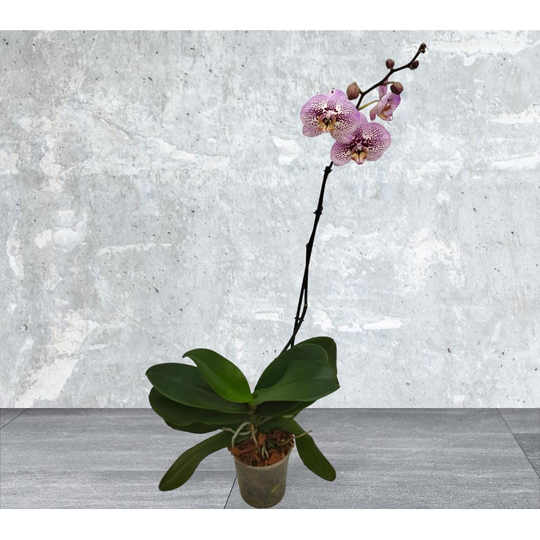 Orquidea Morada y Blanco Una Bara